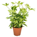 Schef Ar Charlotte Vertakt