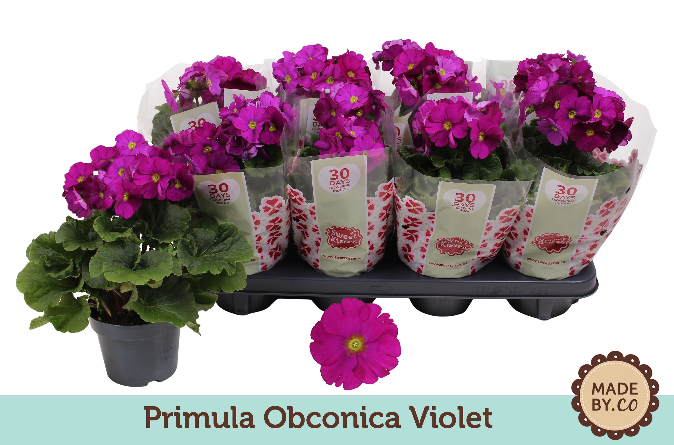 Primula Ob Violet