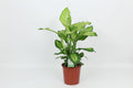 Dieff Ivory Green