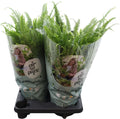 Nephr Green Lady Hangpot