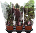 Calathea Gemengd Luxe