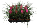 Tillandsia Cyanea
