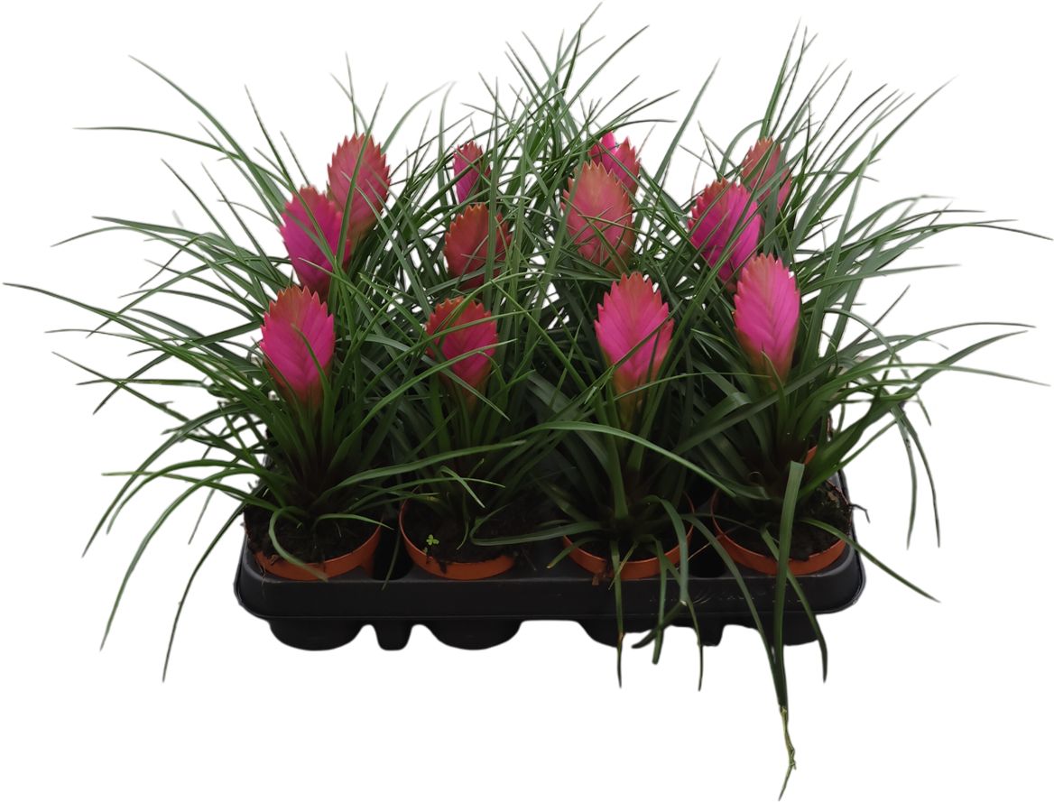 Tillandsia Cyanea