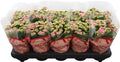 Kalanchoe Gev Roze Catchy Season