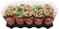Kalanchoe Gev 2kl Roze - Wit Catchy Season