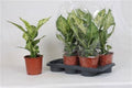 Dieffenbachia Mars