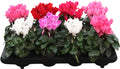 Cyclamen Per Fiorita Carino Gemengd