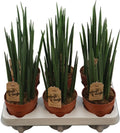 Sansevieria Mikado