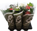 Anthurium An Gem 4 Kl