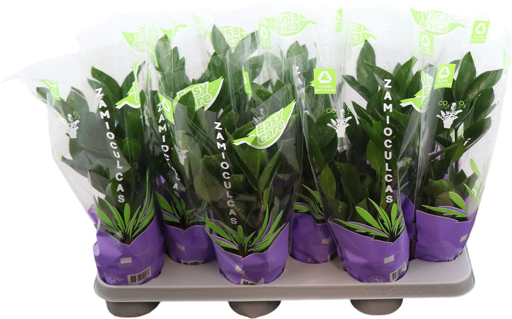 Zamio Zamiifolia 4+
