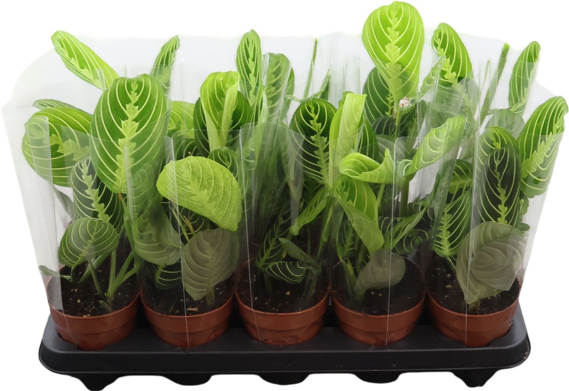 Maranta Lemon