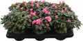 Rhodo Si Aiko Pink