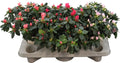 Rhodo Si V Gem 5 Srt Terra White Keramiek