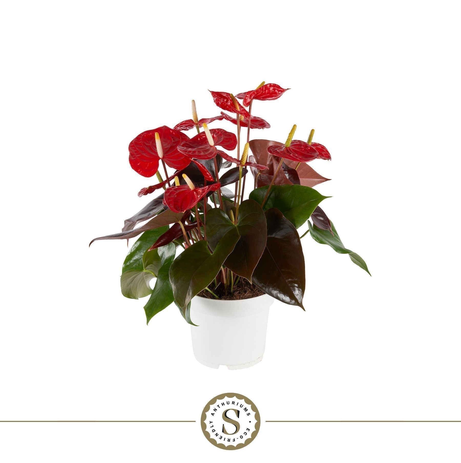 Anthurium St Coral Champion