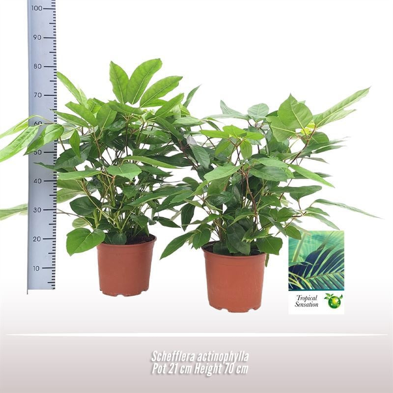 Schefflera Actinophylla