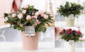 Rhodo Si Gemengd Keramiek Juliette