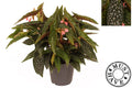 Beg Maculata Double Dot