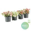Hypoestes Gemengd