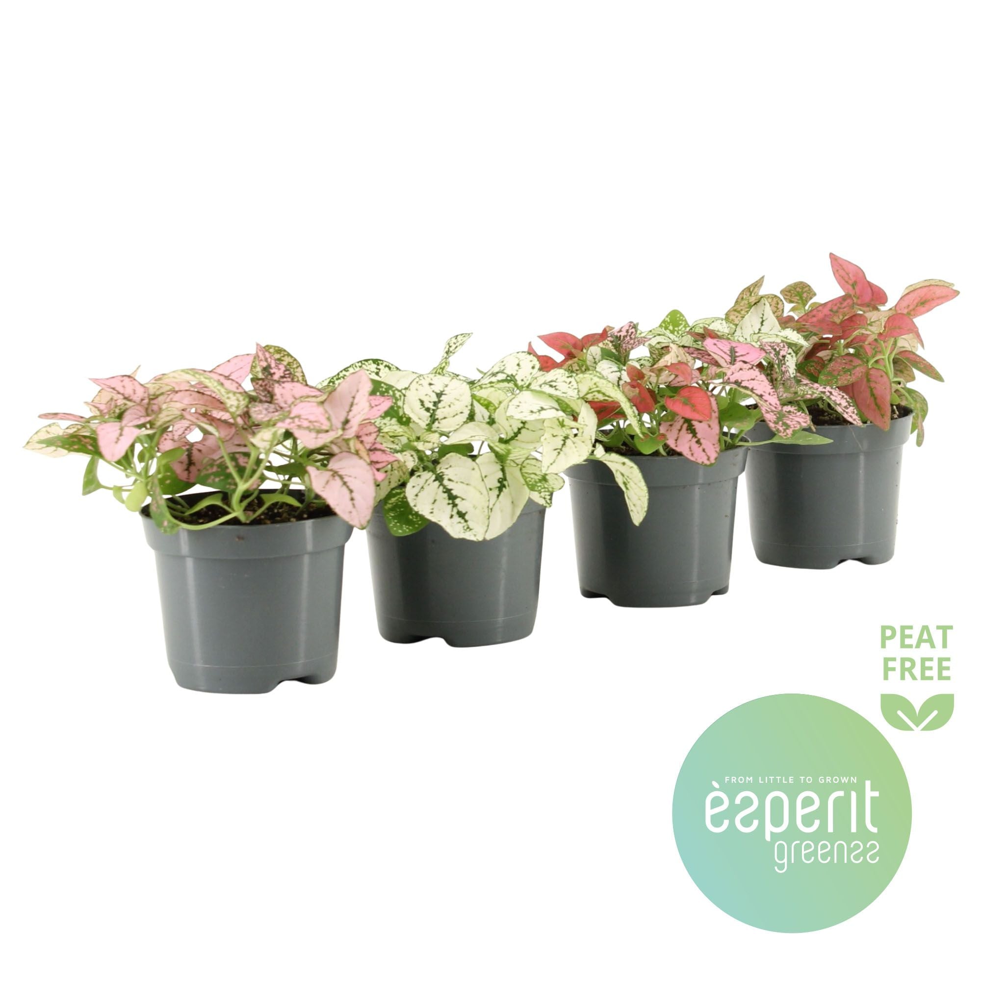 Hypoestes Gemengd