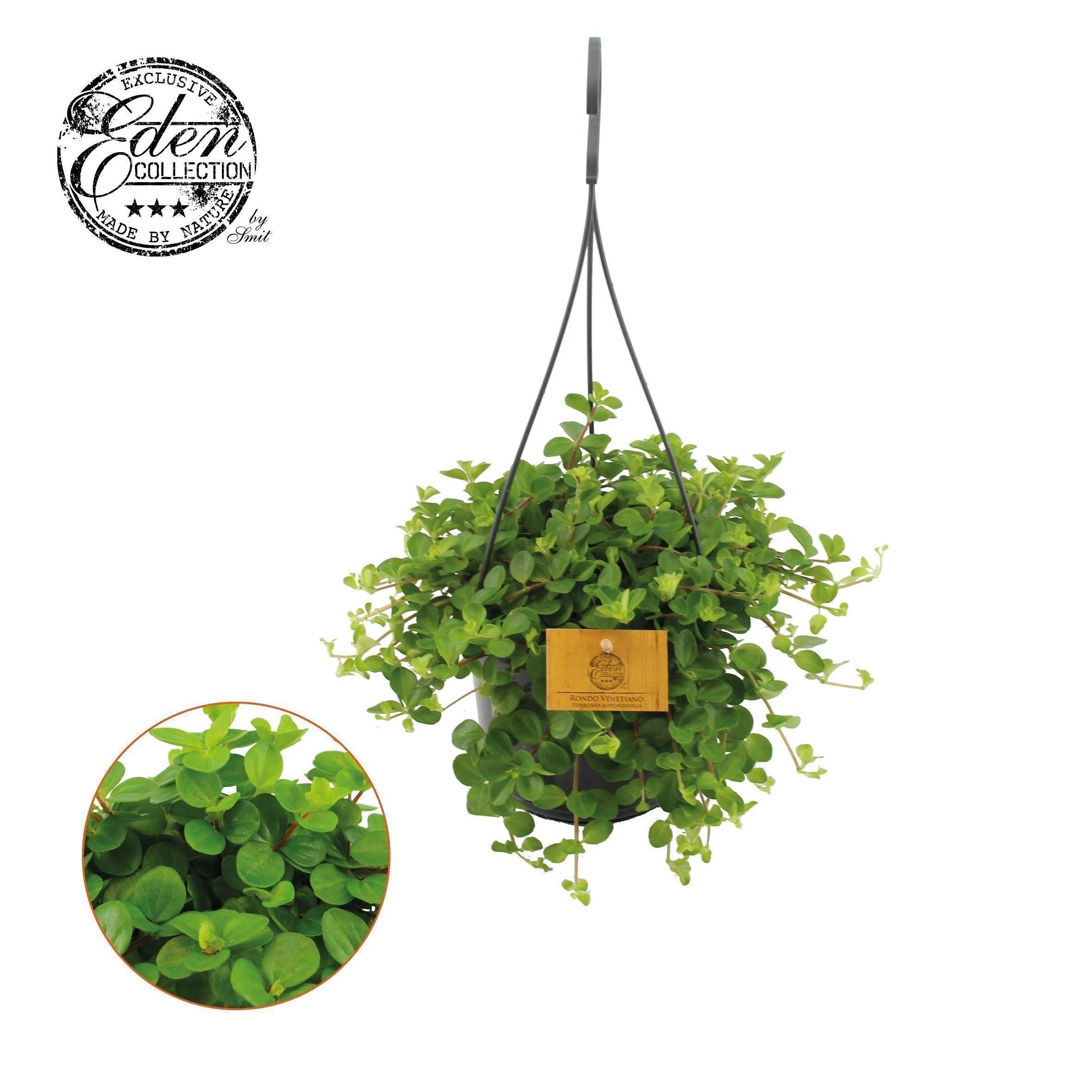 Pep Rotundifolia