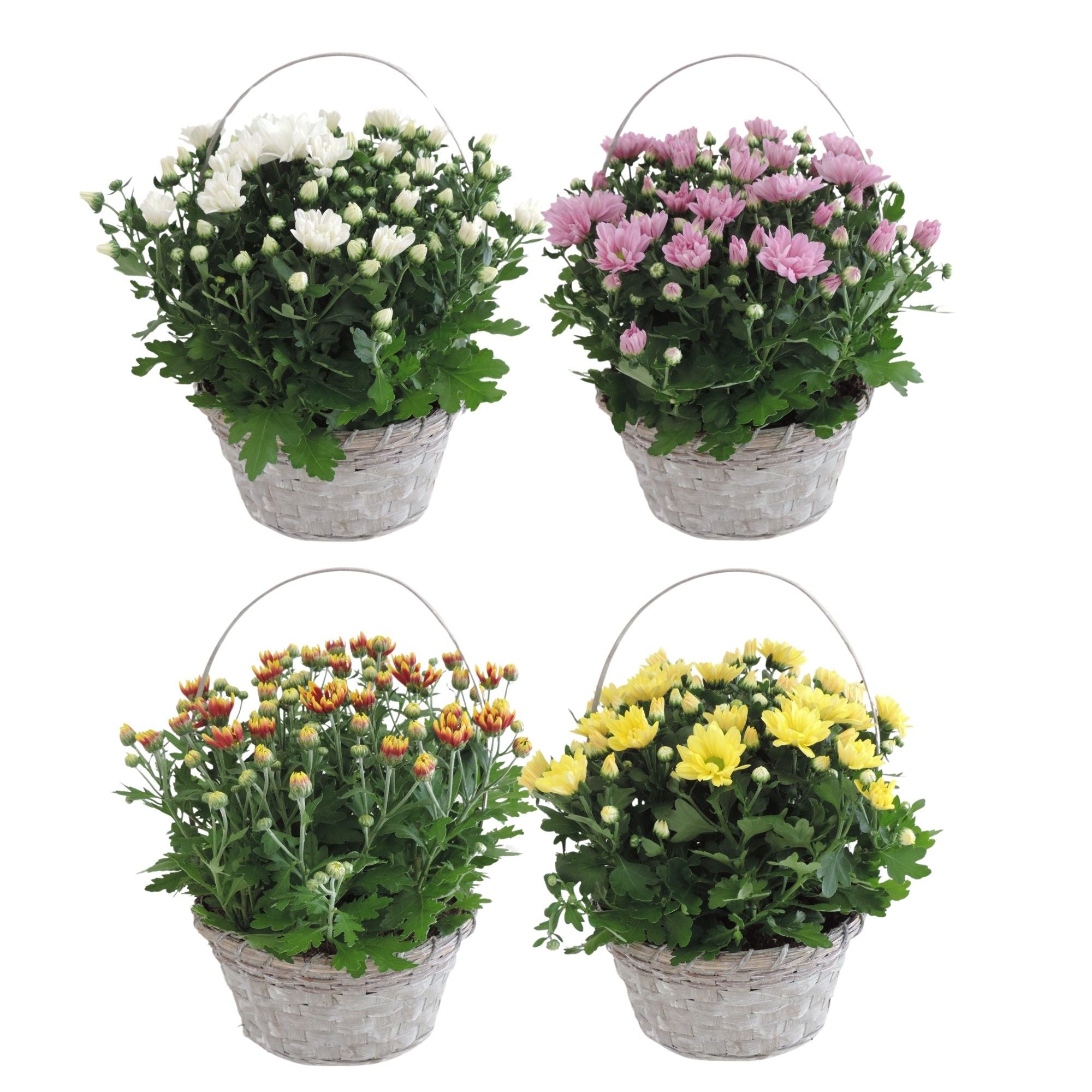 Chrysanthemum Gemengd Hengselmand