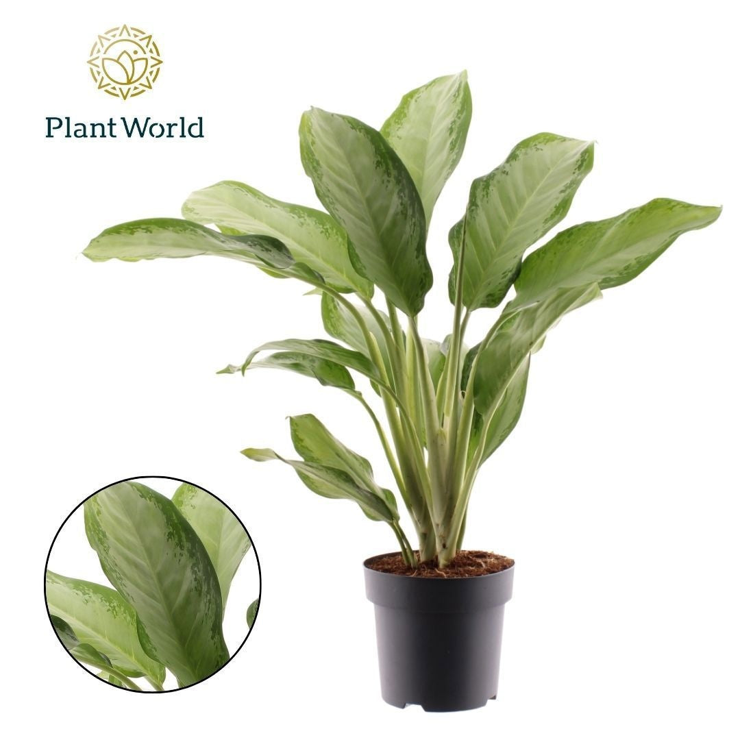 Aglaonema Cleopatra