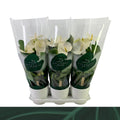 Anthurium An Samora Keramiek Wit