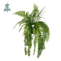 Nephrolepis Macho