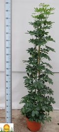 Schefflera Compacta