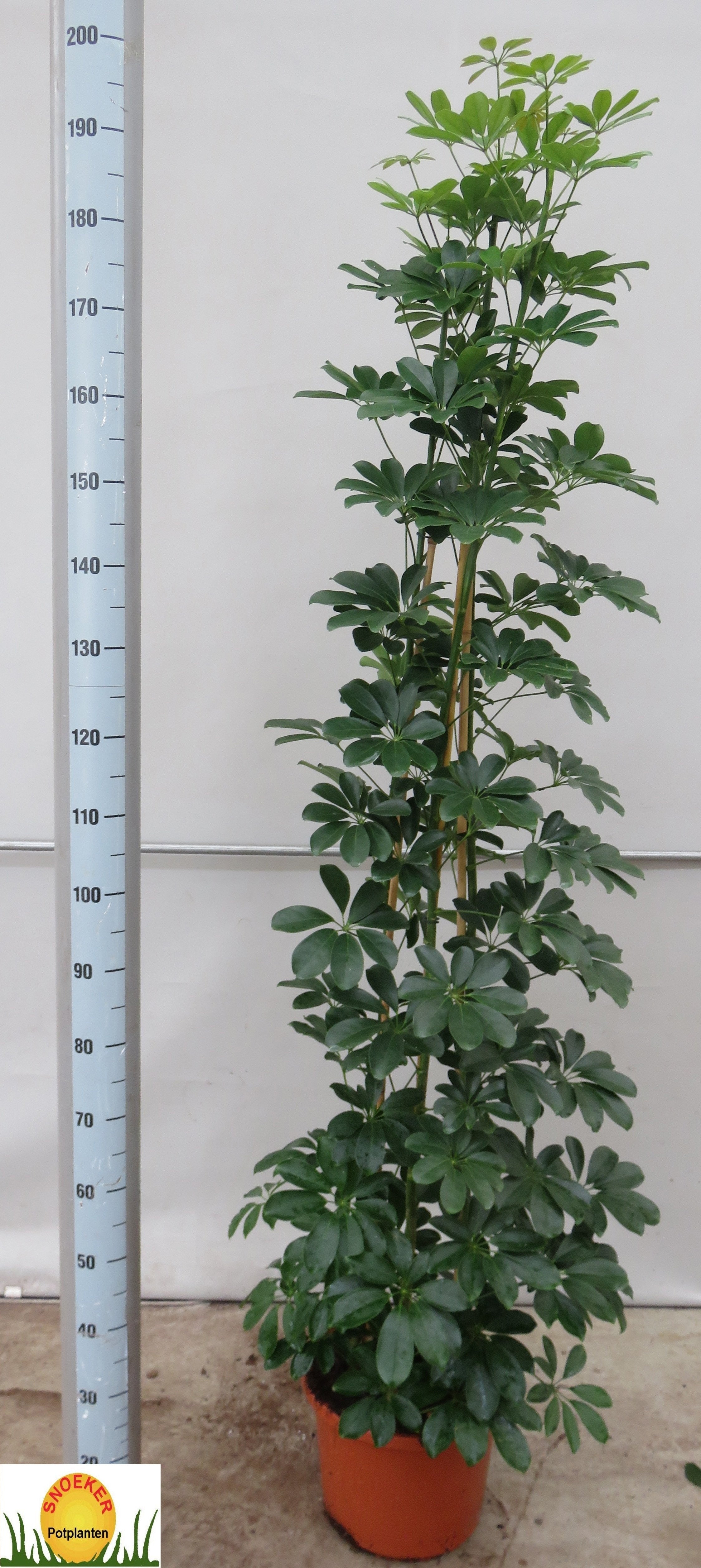 Schefflera Compacta