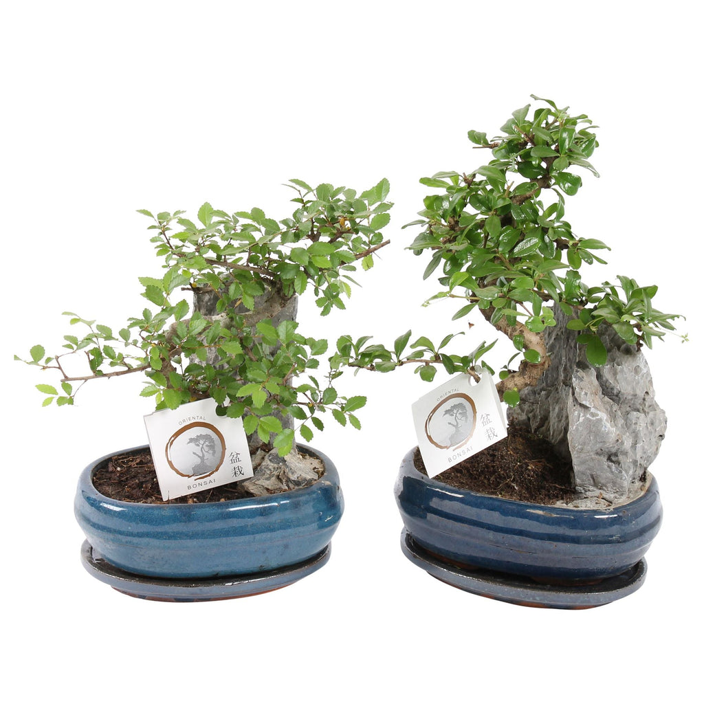 Bonsai (indoor) Gemengd Keramiek + Rock