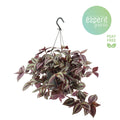 Trad Zebrina Violet