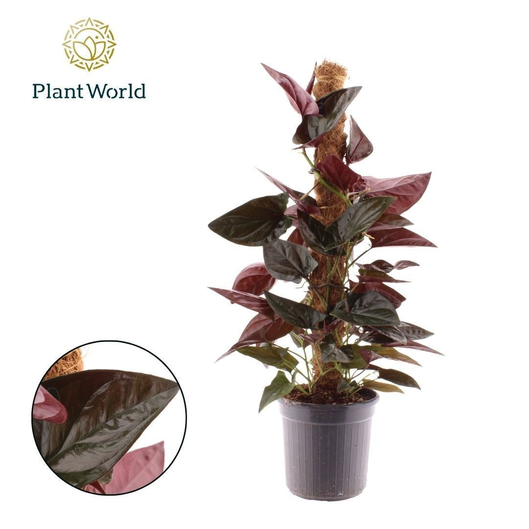 Syngonium Red Arrow