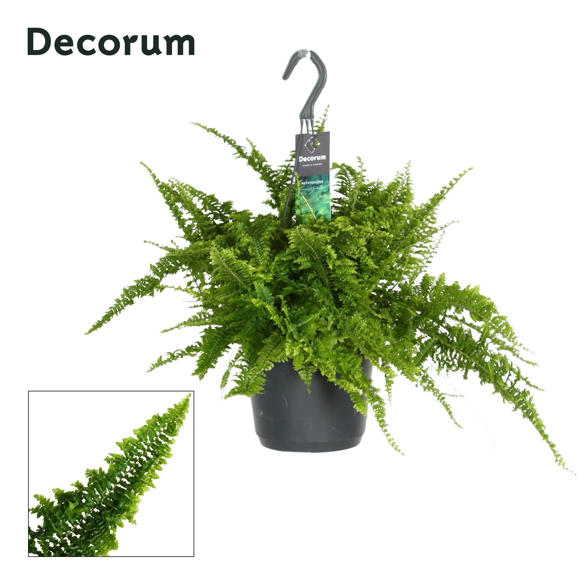 Nephrolepis Ex Fluffy Ruffles