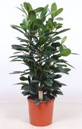 Ficus Cyathistipula 3pp