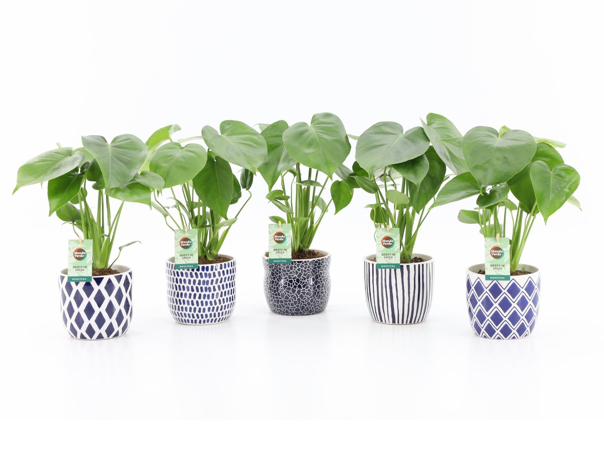 Monstera Deliciosa Keramiek Delft Blue