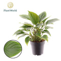 Homalomena Emerald Gem