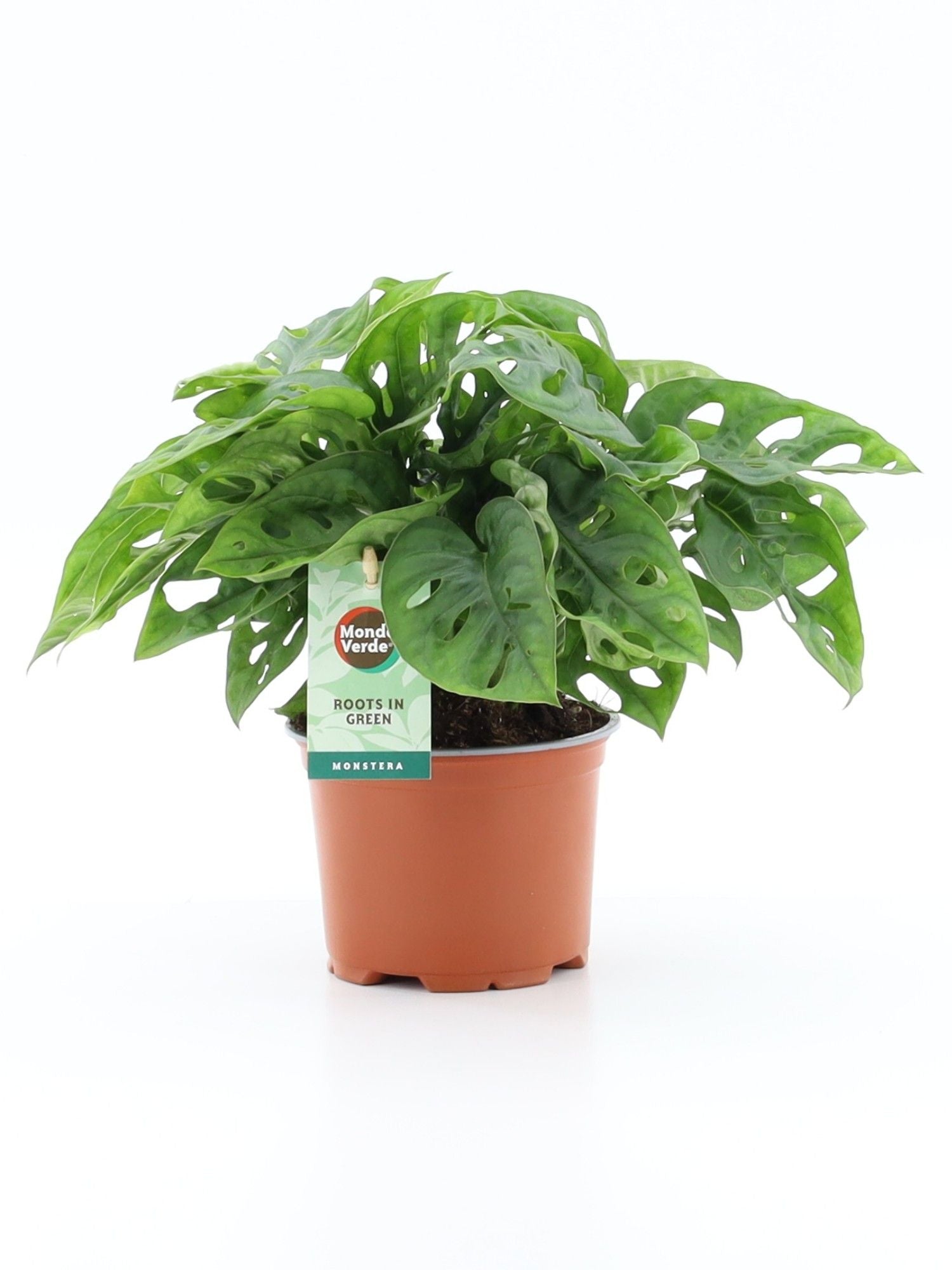 Monstera Adansonii