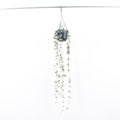 Ceropegia Woodii