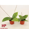 Hoya Callistophylla Kal 16