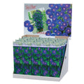 Ipomoea