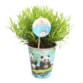 Pogonatherum Monica Potcover Aqua