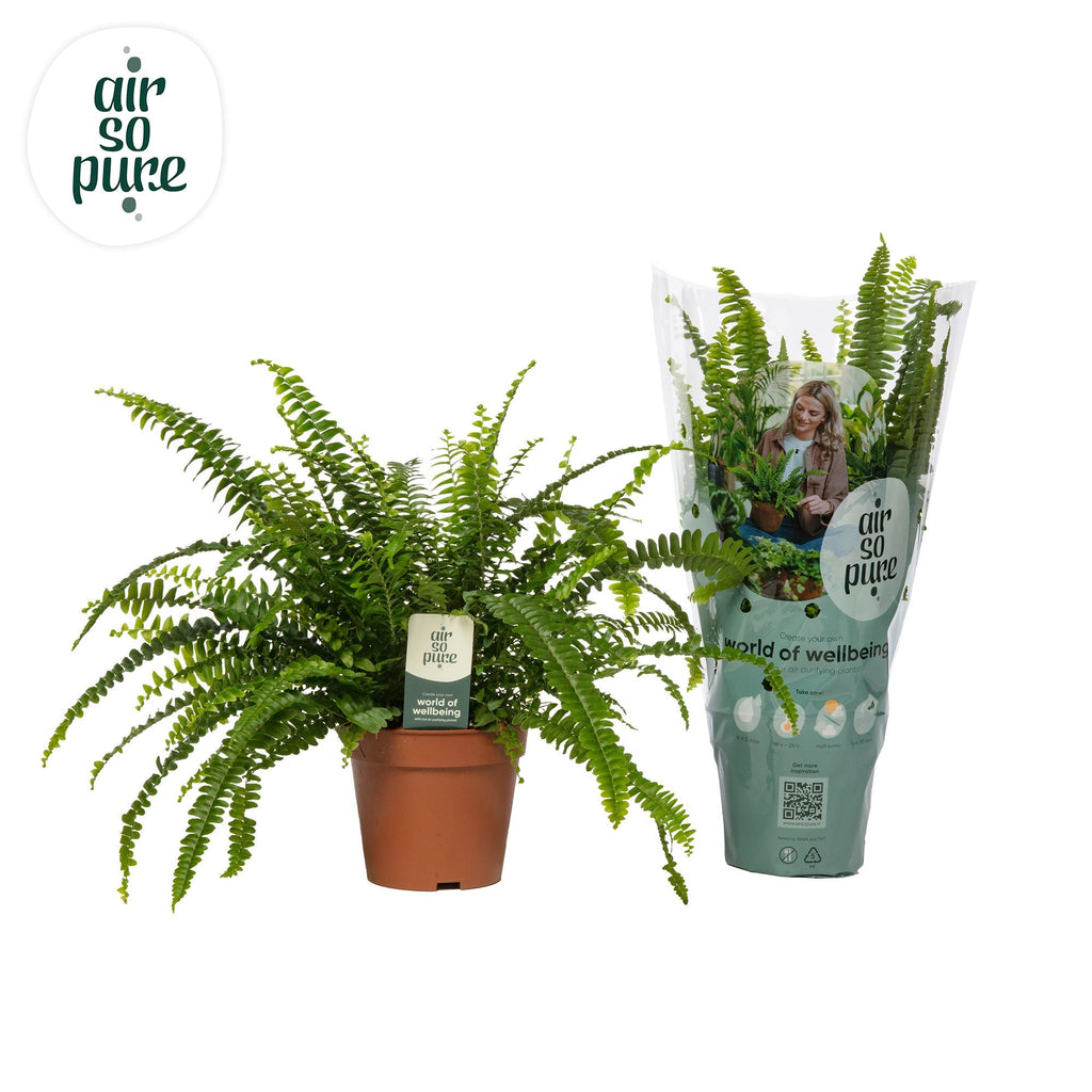 Nephrolepis Green Lady