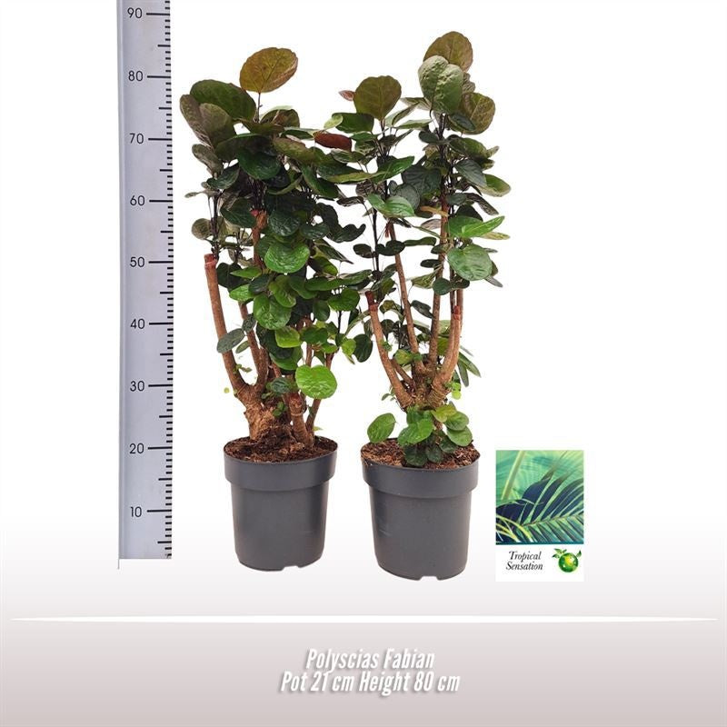 Polyscias Fabian