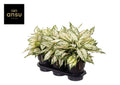 Aglaonema White Kiwi