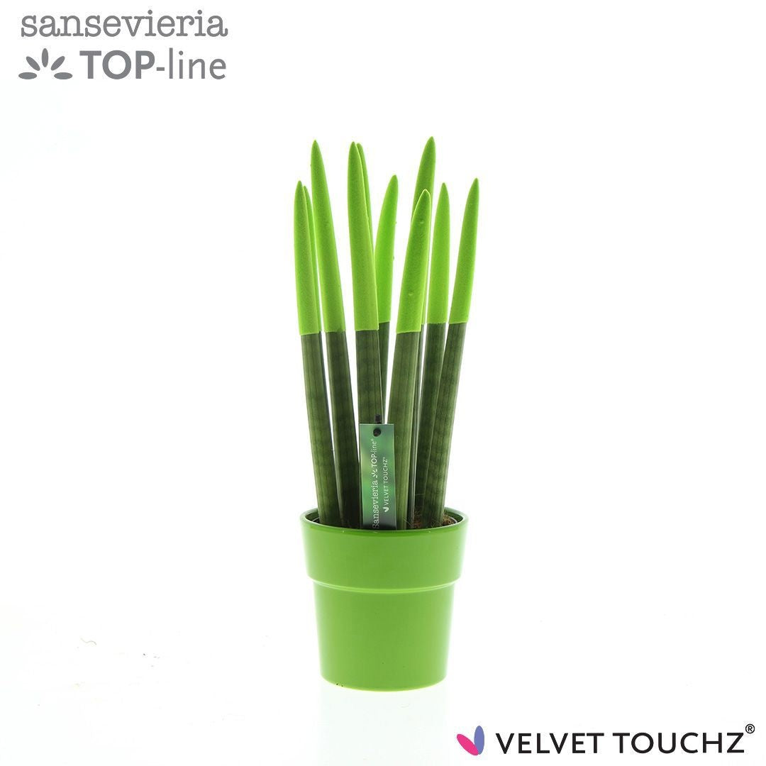 Sans Cyl Velvet Touchz Groen Keramiek
