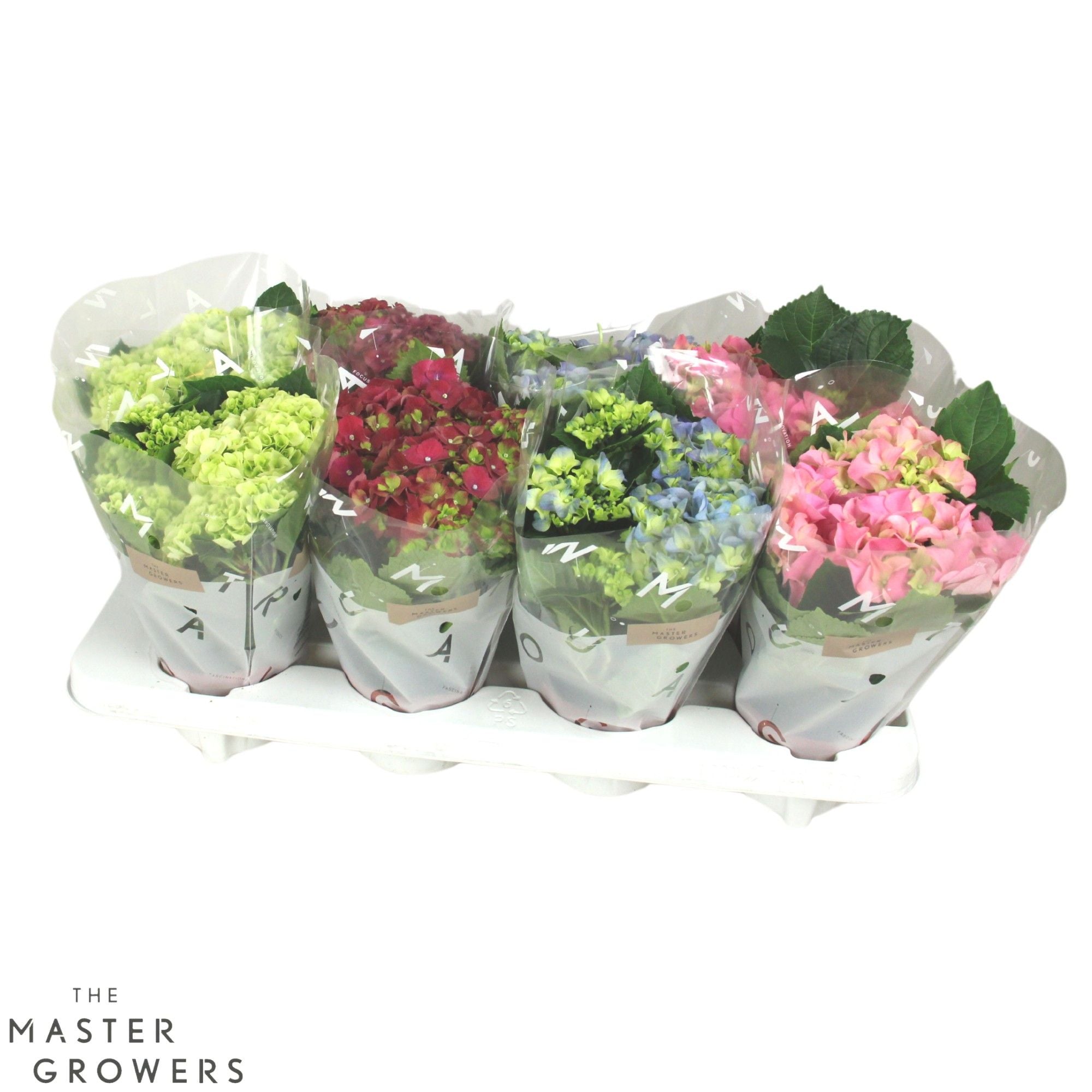 Hydrangea M Gemengd 3+