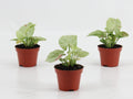 Syngonium Confetti