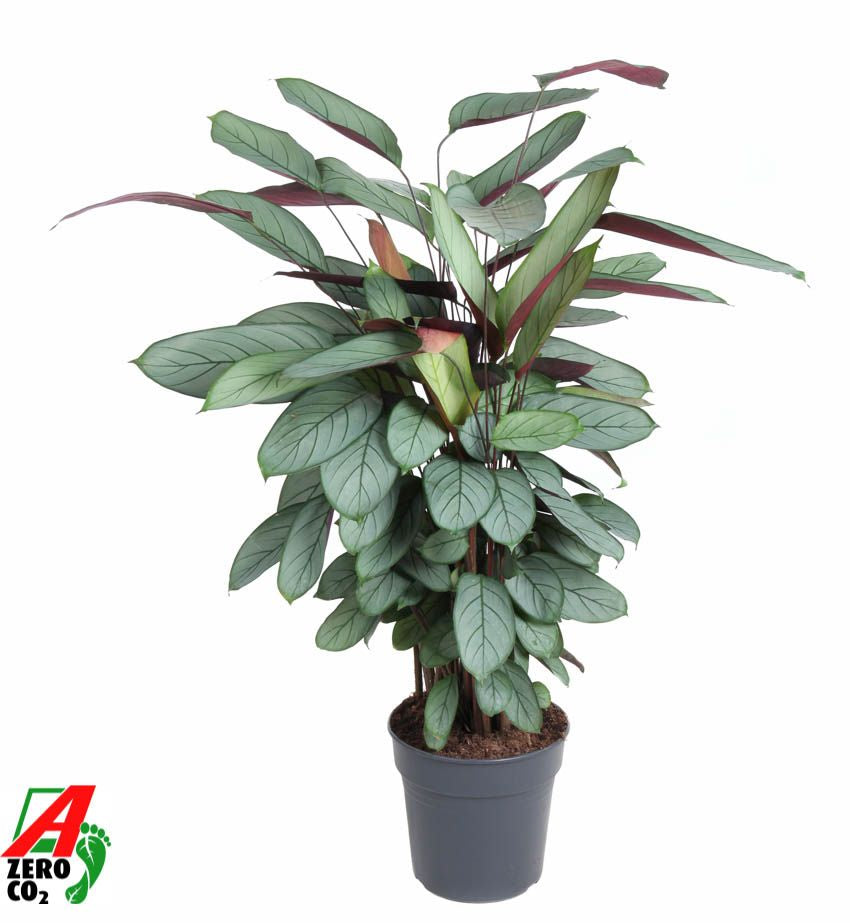 Calathea Silverstar