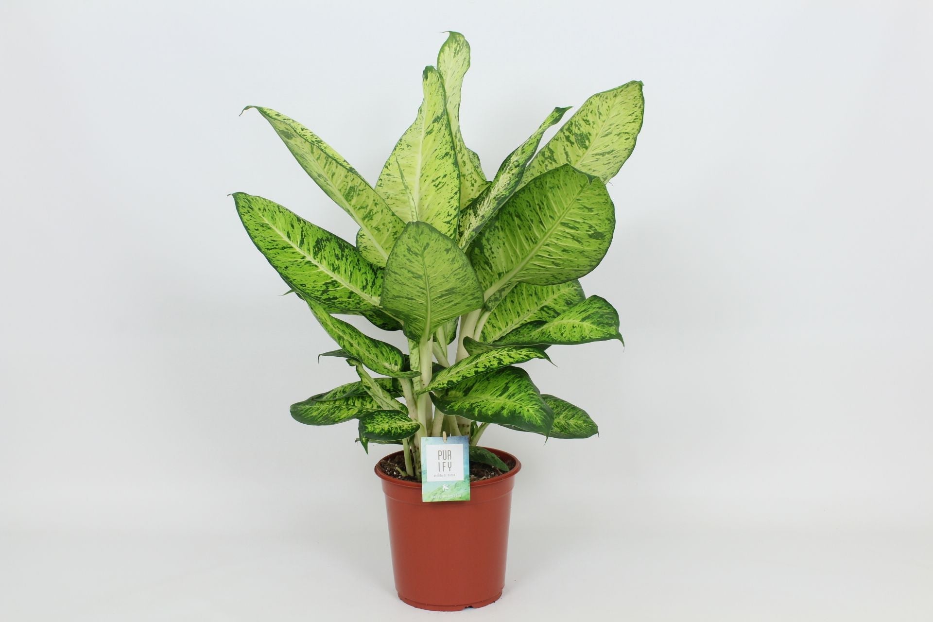 Dieff White Amazon